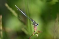 Platycnemis pennipes