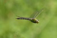 Anax imperator