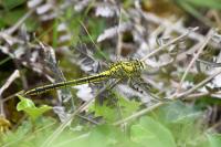 Gomphus pulchellus