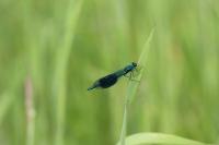 Calopteryx splendens