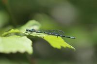 Coenagrion puella