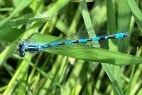 Coenagrion mercuriale