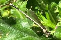 Platycnemis pennipes