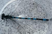 Coenagrion mercuriale