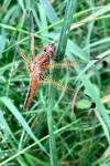 Libellula fulva
