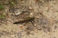 Orthetrum cancellatum