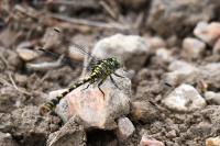 Onychogomphus forcipatus