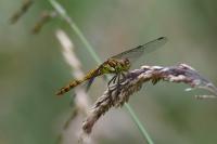 Sympetrum striolatum