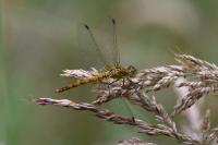 Sympetrum striolatum