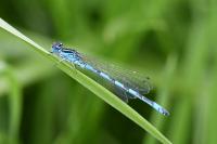 Coenagrion mercuriale