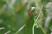 Orthetrum coerulescens