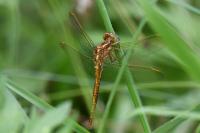 Orthetrum coerulescens
