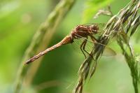 Orthetrum coerulescens