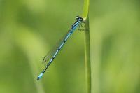Coenagrion puella