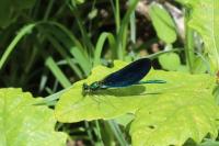 Calopteryx virgo