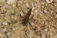 Orthetrum cancellatum