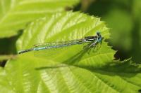 Platycnemis pennipes