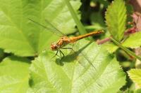 Sympetrum sanguineum