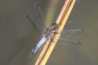 Orthetrum cancellatum