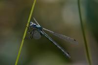 Lestes dryas