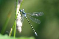 Lestes dryas