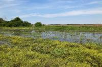 Sympetrum fonscolombii