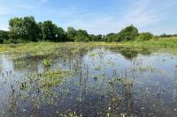 Sympetrum fonscolombii