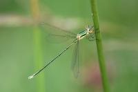 Lestes virens