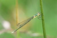Lestes virens