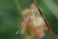 Lestes virens