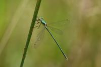 Lestes virens
