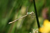 Lestes barbarus