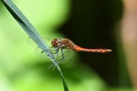 Sympetrum sanguineum