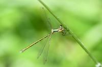 Lestes virens