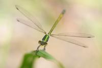 Lestes virens