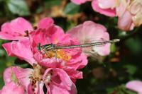 Platycnemis pennipes