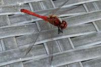 Sympetrum sanguineum