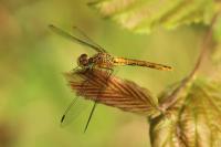 Sympetrum sanguineum