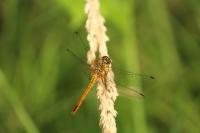 Sympetrum sanguineum