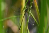 Chalcolestes viridis