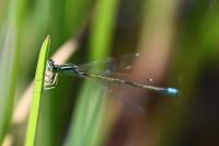 Ischnura pumilio