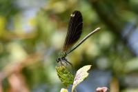 Calopteryx virgo