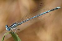 Platycnemis pennipes