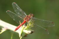 Sympetrum sanguineum