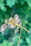 Sympetrum sanguineum