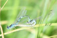 Coenagrion scitulum