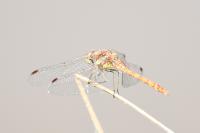Sympetrum striolatum