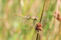 Sympetrum meridionale