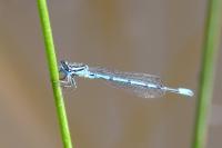 Coenagrion puella