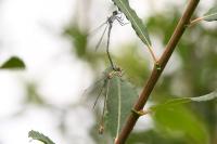 Chalcolestes viridis